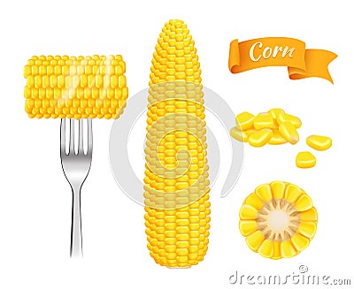 Corn realistic. Harvest fresh cut grains eating corn vector template Vector Illustration