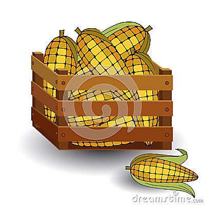 1653 corn, ripe corn in a wooden box, isolate on a white background, autumn fruits Stock Photo