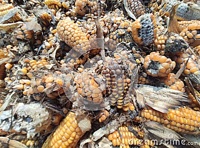 Corn rot,The fungi A. flavus and A. parasiticus producer of mycotoxin in corn used for food and animal feed in storage Stock Photo