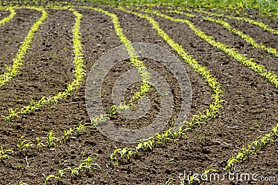 Corn rows Stock Photo