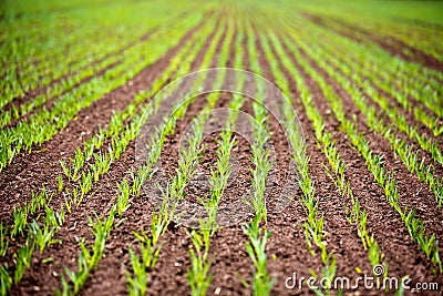 Corn Rows Stock Photo