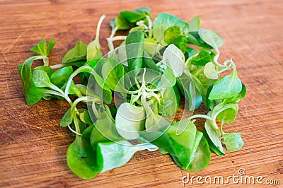 Corn salad Stock Photo