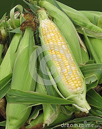Corn for sale at farmers' market Stock Photo