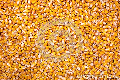 Corn Seed as Full Frame Background Stock Photo