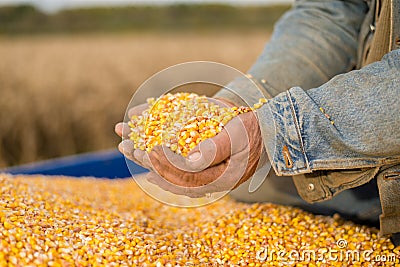 Corn seed in hand of farmer. Stock Photo