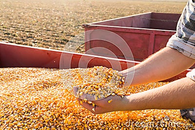 Corn seed in hands of farmer Stock Photo