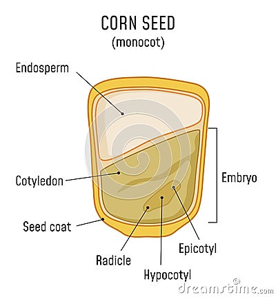 Corn Seed Structure Monocot Vector Illustration