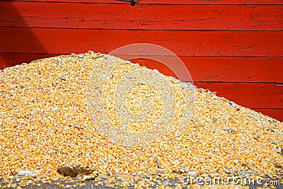 Corn seeds Stock Photo