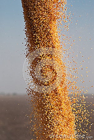 Corn seeds being unloaded from a combine Stock Photo