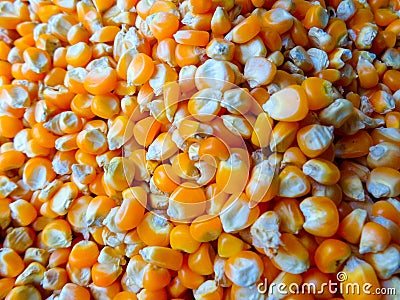 Corn seeds Stock Photo