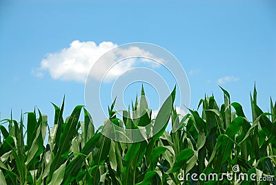 Corn and Sky Stock Photo