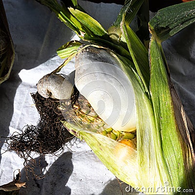 Corn smut is a desease caused by the pathologic fungus Ustilago maydis Stock Photo