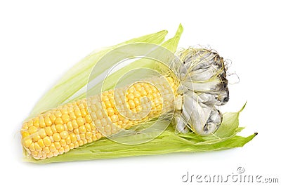 Corn smut is a plant disease caused by the pathogenic fungus Ustilago maydis. Isolated On white background Stock Photo