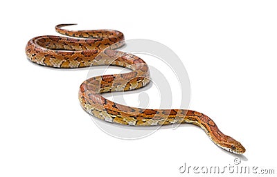 Corn snake Stock Photo