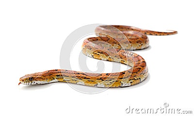 Corn snake Stock Photo