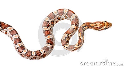 Corn Snake Stock Photo