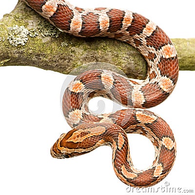 Corn Snake Stock Photo