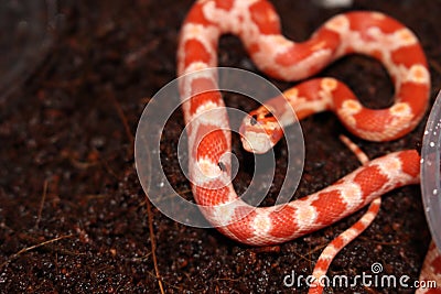 Baby dark red albino patterned pet snake Stock Photo