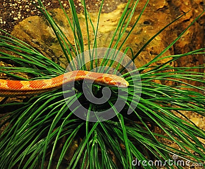 Corn snake Stock Photo