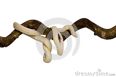 Corn Snake - Elaphe guttata Stock Photo