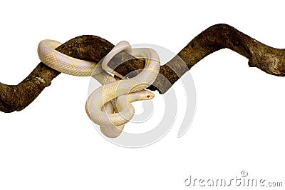 Corn Snake - Elaphe guttata Stock Photo