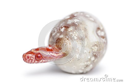 Corn snake hatching, Pantherophis guttatus Stock Photo