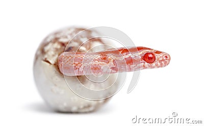 Corn snake hatching, Pantherophis guttatus Stock Photo