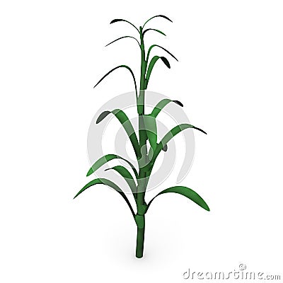 Corn stalk Stock Photo