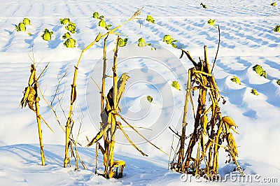 Corn stalk and cabbage Stock Photo