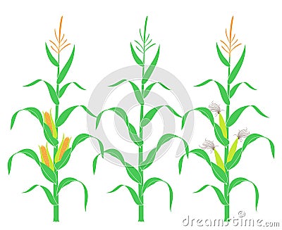 Corn stalk. Isolated corn on white background Vector Illustration