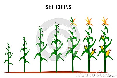 Corn stalk. Isolated corn on white background Vector Illustration