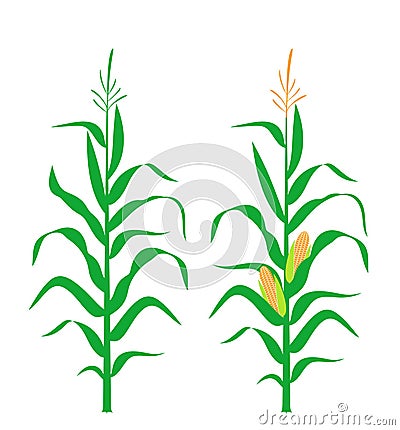 Corn stalk. Isolated corn on white background Vector Illustration