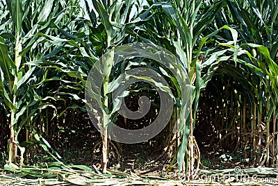 Corn Stalks Stock Photo