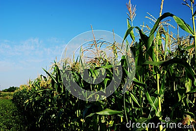 Corn Stalks Stock Photo