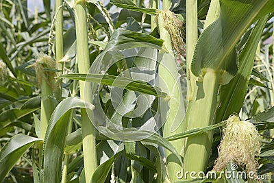 Corn stalks and corn in a garden Stock Photo