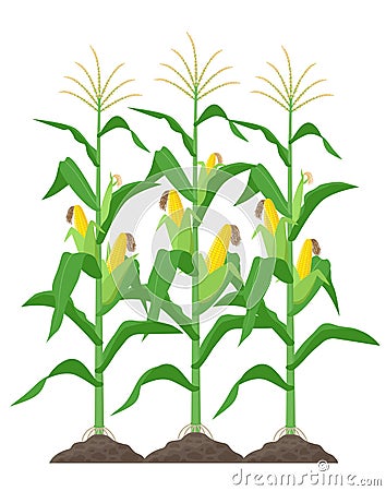 Corn stalks isolated on white background. Green corn plants on the field vector illustration in flat design. Vector Illustration