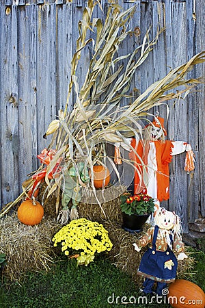 Corn Stalks and scarecrows decorate the side of a country barn. Stock Photo