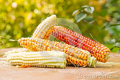 Corn Stock Photo