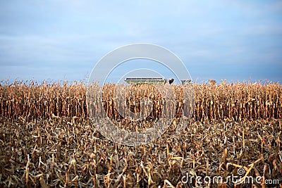 Corn stubble and maize plants during fall harvest Editorial Stock Photo