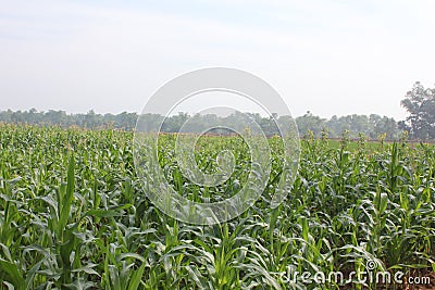 Garden Sun Flower and Corn Stock Photo