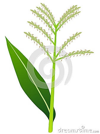 Corn tassels. Vector Illustration