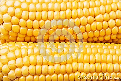 Corn texture Stock Photo