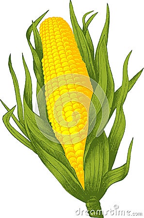 Corn. Vector Cartoon Illustration