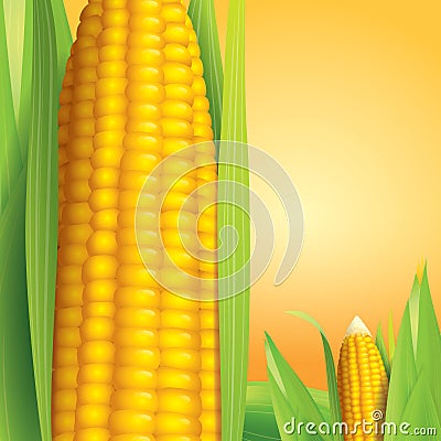 Corn vector illustration on yellow background. Vector Illustration