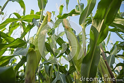 The corn ,waxy corn. Stock Photo