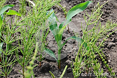 Corn and weeds Stock Photo