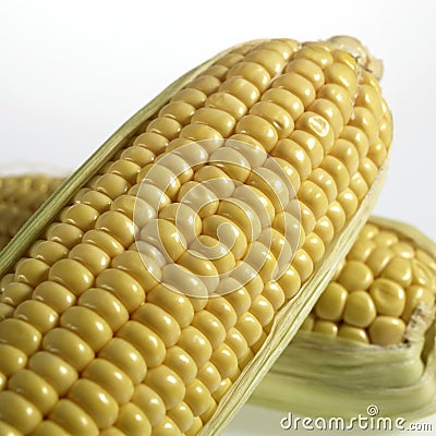 Corn, zea mays, Cob against White Background Stock Photo