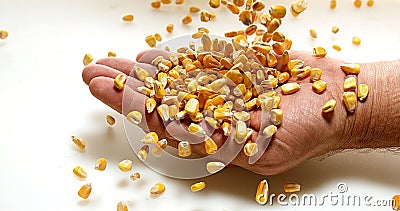 Corn, zea mays falling into Hand against White Background Stock Photo