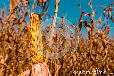 Corncob in cultivated field Stock Photo