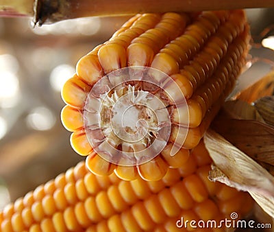 Corncob of maize - Zea Mays Stock Photo